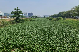 Làm sạch con kênh đi qua 7 quận, huyện ở TP.HCM