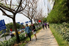 Hàng loạt cây xanh ở TP.HCM “chết đứng“
