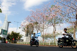 Ngất ngây với hoa kèn bên hầm Thủ Thiêm