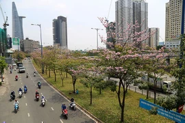 Ngỡ ngàng ngắm kèn hồng khoe sắc trên phố Sài Gòn