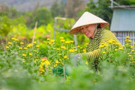 Sắc xuân rực rỡ ở làng hoa Kim Dinh hơn 50 năm tuổi 