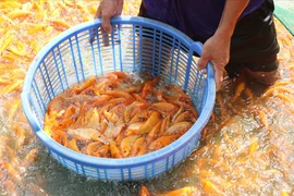  'Thủ phủ' cá chép ở Đồng Nai nhộn nhịp trước ngày cúng ông Công, ông Táo