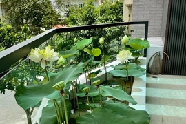 Ở nhà mùa dịch: Biến ban công thành đầm sen thơm ngát