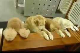 Clip những chú chó ăn xong tự dọn dẹp siêu dễ thương