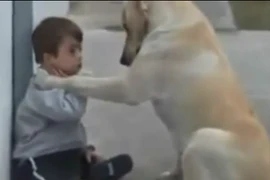 Cảm động chú chó thông minh vỗ về chú bé lang thang