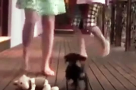 Clip: Cún con bảo vệ cô chủ 