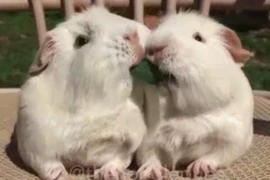  Đáng yêu với hai chú thỏ béo ú ăn chung cọng cỏ