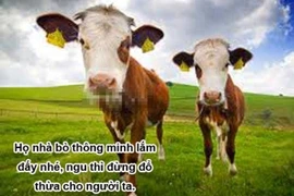 Clip: Đâu phải cứ bò là ngu? 