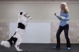 Chú chó nhảy cùng người đẹp vô cùng điêu luyện
