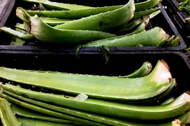 Những loại thảo mộc giúp chống đau khớp
