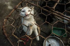 FOUR PAWS đóng cửa một nhà hàng và lò mổ thịt mèo ở Thái Bình