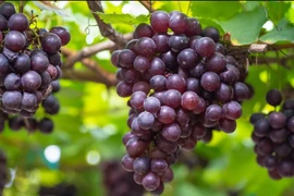 Nho có tốt cho bệnh tiểu đường không?