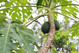 9 công dụng tuyệt vời của lá đu đủ 