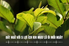 Bất ngờ với 5 lợi ích khi nhai lá ổi mỗi ngày