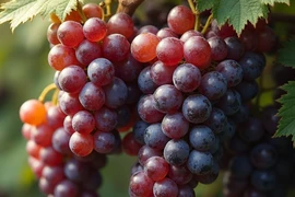 Vì sao ăn nho giúp não minh mẫn, tim khỏe và ruột hoạt động trơn tru?
