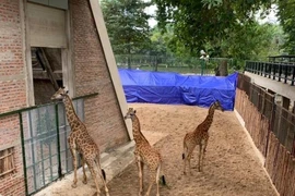 3 con hươu ra Hà Nội: 'Các anh bỏ đi đâu, làm em tìm mãi?'