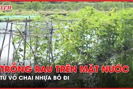 Video: Độc đáo trồng rau trên mặt nước từ vỏ chai nhựa bỏ đi