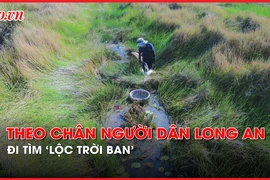 Video: Theo chân người dân Long An đi tìm 'lộc trời ban' cho vùng đất nhiễm phèn
