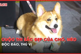 Video: Hàng trăm chó mèo thi sắc đẹp, đua tốc độ tại Lễ hội thú cưng 2024
