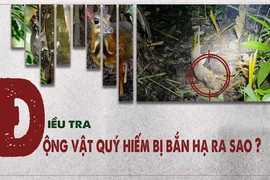 Video điều tra: Thợ săn truy lùng động vật trong Sách Đỏ ở Vườn Quốc gia Cát Tiên