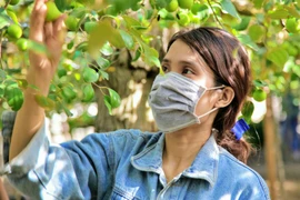 Vườn táo giá 0 đồng ở Trường Sanh gửi đến khu cách ly