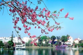 Nỗi hối hận trước hoa mai anh đào