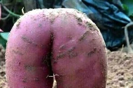 Đỏ mặt với củ khoai lang 'gợi cảm'