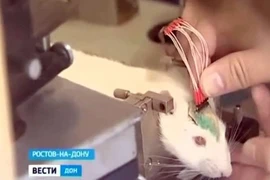 Nga dùng chuột làm 'vũ khí bí mật' để tiêu diệt IS