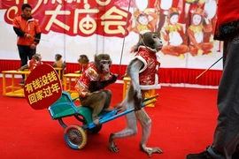 Năm con khỉ, xiếc khỉ lên ngôi