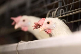 Trung Quốc báo động nguy cơ cúm gia cầm H7N9 lan mạnh