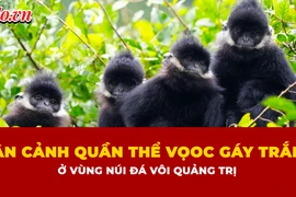 Ngắm đàn voọc gáy trắng quý hiếm hơn 200 con ở vùng núi đá vôi Quảng Trị