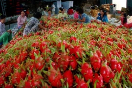 Thanh Long xuất sang Trung Quốc có giá 14.000 đồng/kg