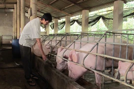 Đến lượt Bộ Tài chính ra tay giải cứu thịt heo