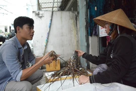 Lo ngại khan hiếm tôm hùm, giá tăng cao