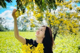 Ngắm hoa muồng vàng trên đồi chè trăm tuổi ở Gia Lai