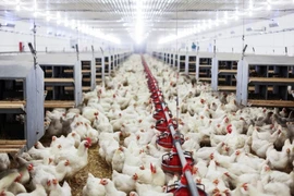 Lysaght Agrished đánh dấu 2 năm tham gia thị trường