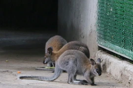 Thảo Cầm viên Sài Gòn vừa có thêm Kangaroo và sếu Nhật Bản