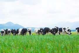 Vinamilk, doanh nghiệp niêm yết xuất sắc của VN và châu Á