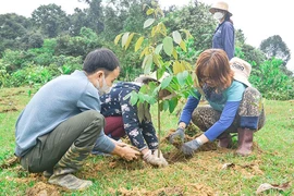 Manulife Việt Nam cùng khách hàng trồng rừng vì một Việt Nam xanh