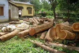 Tiếp tay cho lâm tặc, 5 cán bộ kiểm lâm bị kỷ luật
