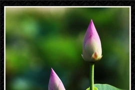 Chùm ảnh Sen nghệ thuật của nghệ sĩ Xuân Anh (Kỳ 3)
