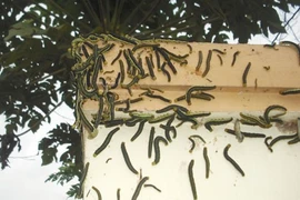 Sâu 'tấn công' nhà dân