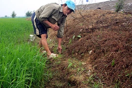 Bị điện giật chết khi đang bẫy chuột