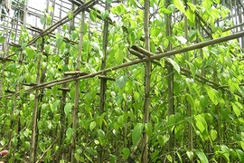 Chùm ảnh Nhà văn viếng thăm Đền Tưởng niệm Ngã Ba Giồng và 18 thôn vườn trầu (3)