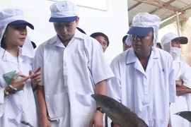 Lần đầu tiên cá ngừ Việt Nam lên sàn đấu giá tại Nhật