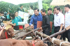 Chủ tịch nước tặng bò giống cho đồng bào nghèo
