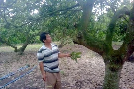 Phát hiện xác người phụ nữ tại vườn điều
