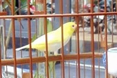Hầu tòa vì ham chim đẹp