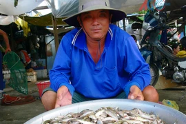 Mùa cá chạy
