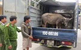 Khởi tố băng nhóm 9X mang 2 xe tải đi trộm 29 con trâu